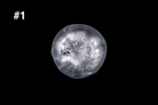 Top view of a handmade silver toned glass sake cup with a rounded shape and intricate frosted crystalline texture against a black background