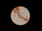 Tokeido Coffee Cup and Saucer Set Hidasugi (Cedar Tree) No. 6