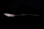 Curry Spoon - Water Buffalo Horn