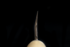 Jin 220mm High Speed Steel Mioroshi Deba with Saya MD-38
