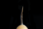 Jin 210mm High Speed Steel Mioroshi Deba with Saya MD-39