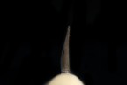 Jin 217mm High Speed Steel Mioroshi Deba with Saya MD-37