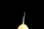 Jin 221mm High Speed Steel Mioroshi Deba with Saya MD-30