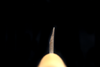 Jin 216mm High Speed Steel Mioroshi Deba with Saya MD-33