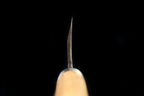 Jin 241mm High Speed Steel Deba with Saya D-23