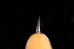 Jin 306mm High Speed Steel Yanagiba with Saya Y-63