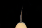 Jin 209mm High Speed Steel Mioroshi Deba with Saya MD-52