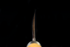 Jin 238mm High Speed Steel Deba with Saya D-26