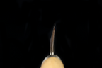 Jin 209mm High Speed Steel Mioroshi Deba with Saya MD-60