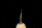 Jin 219mm High Speed Steel Mioroshi Deba with Saya MD-63