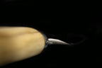 Jin 210mm High Speed Steel Ko-Yanagiba with Saya P-12