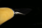 Jin 240mm High Speed Steel Yanagiba with Saya Y-39