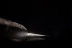 Gesshin Kagekiyo 210mm Blue #1 Wa-Petty